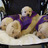 Pups 4 on wheelchair